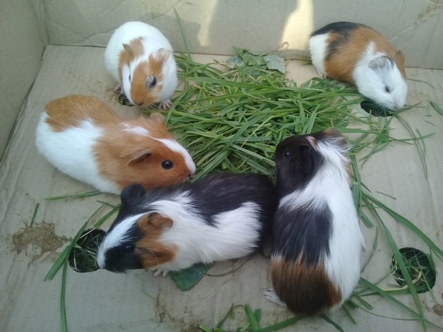 Guinea pig babies looking for a new home Kensington Bedfordview